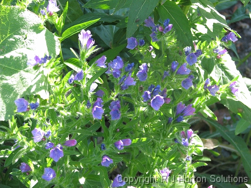 Echium Vulgare